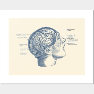 Fissure Focused Brain Diagram - Vintage Anatomy Posters and Art